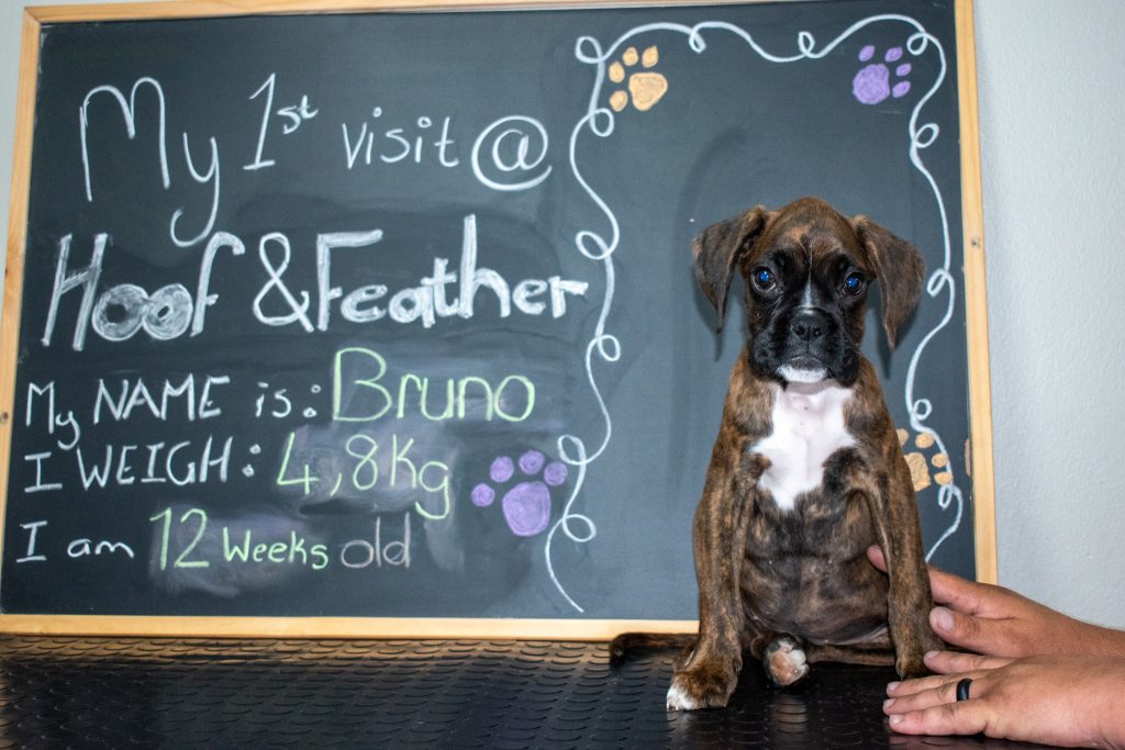 Black board image of Bruno the Boxer puppy.