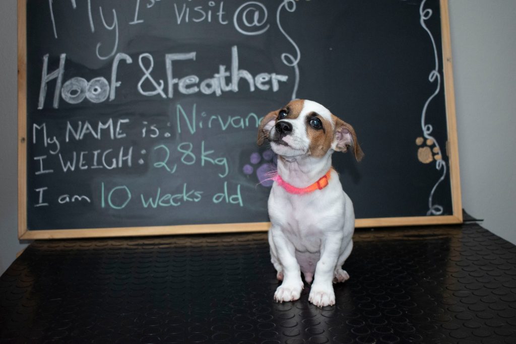 Black board picture of Nirvana the Jack Russel puppy.