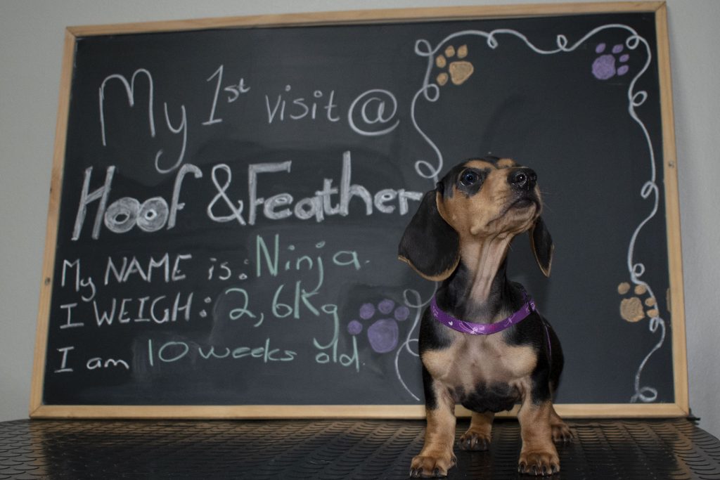Black board picture of Ninja.