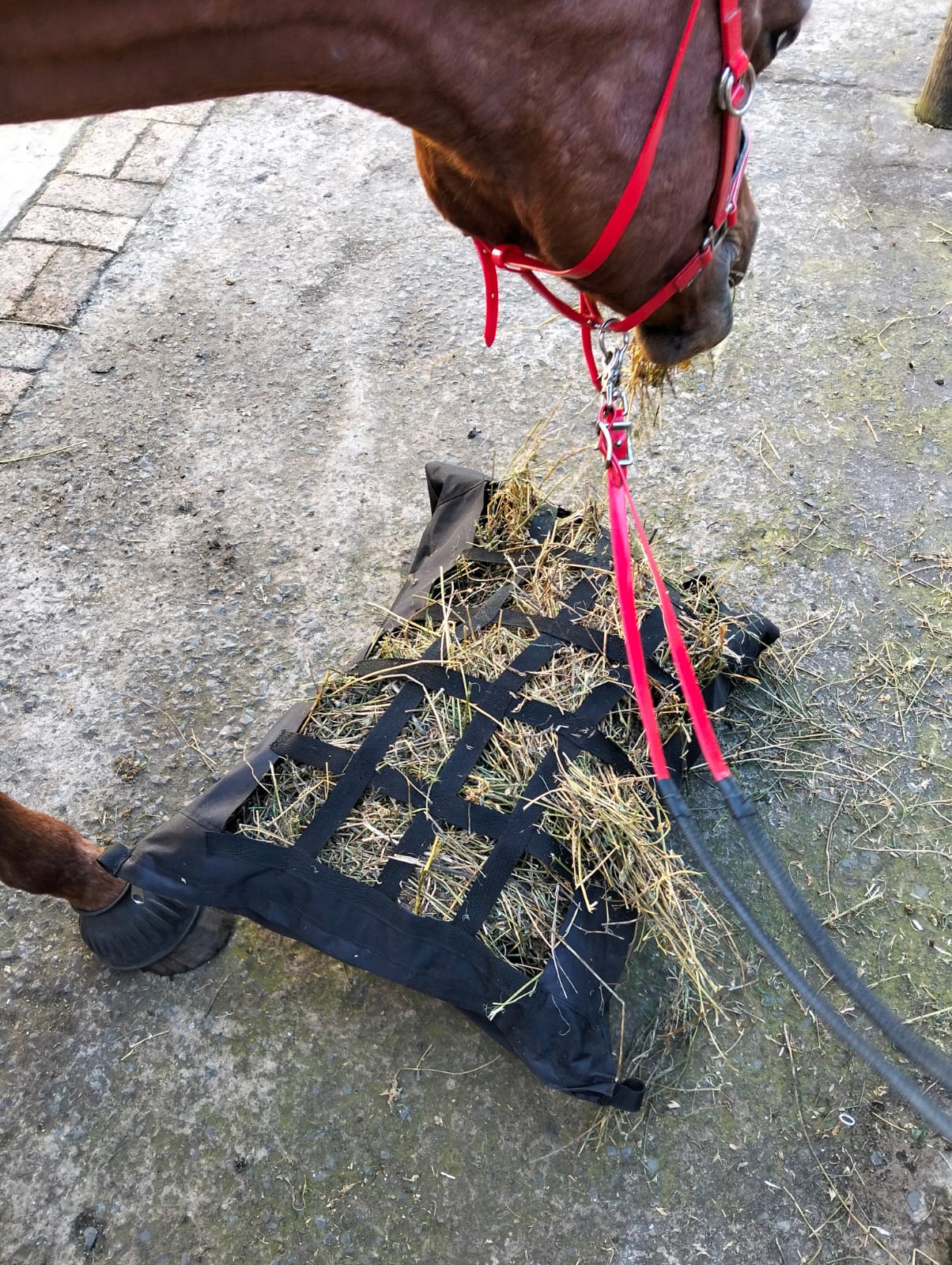 Equirina Chomp Pillow Hay Bag - Image 2