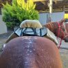 Equirina Zara Saddle Bag - Image 2